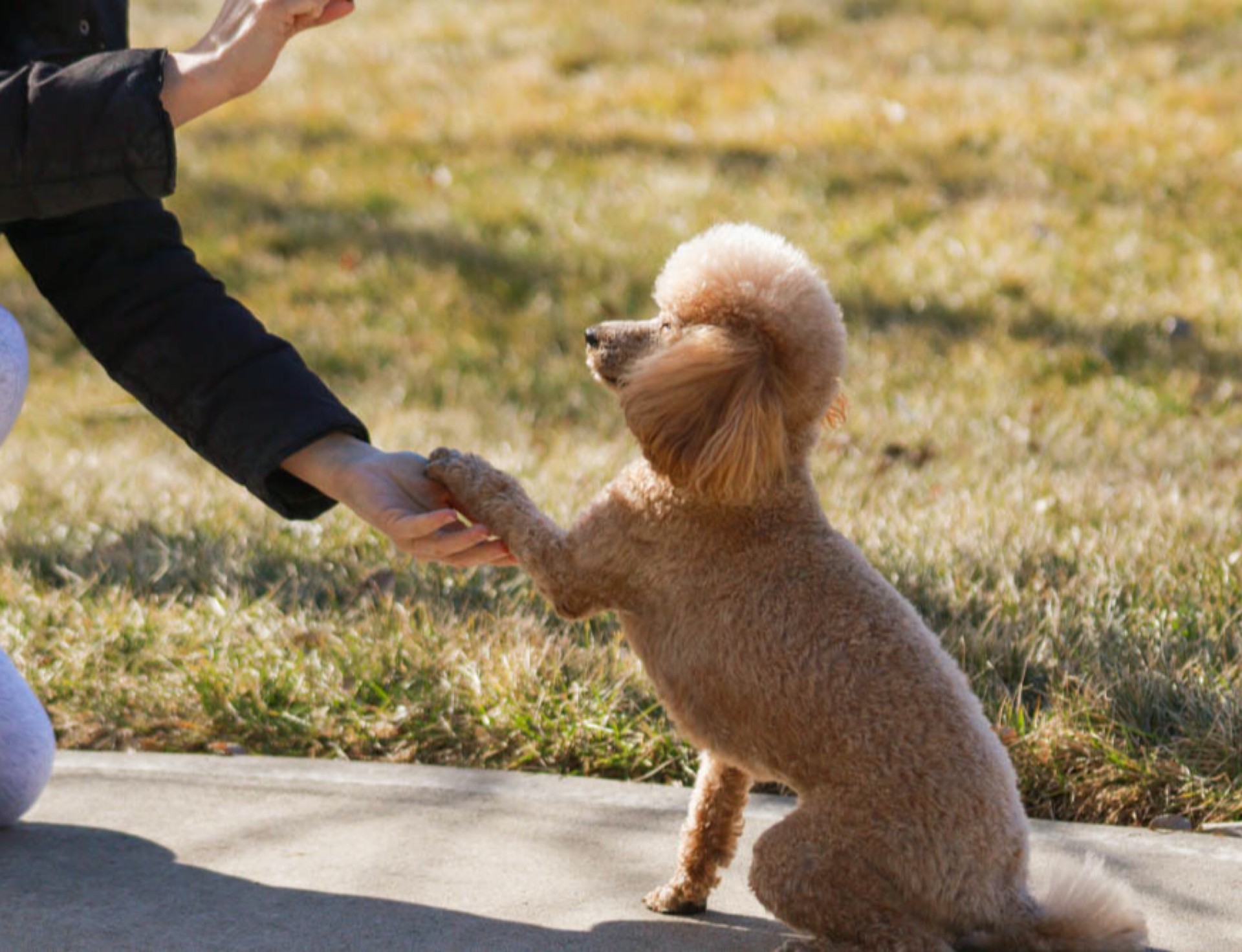 Certification ACACED Chiens et Chats